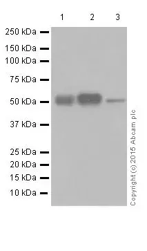 Anti-ERG antibody [EPR3864](AB92513)