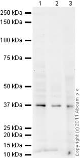 Goat Rabbit Igg H L Hrp Preadsorbed Ab97080  Western Blot Img97090