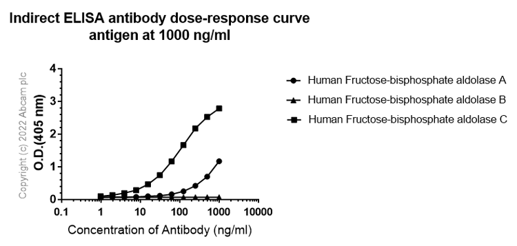 Anti-Aldolase C - C-terminal antibody [EPR26896-2] - BSA and Azide free(AB307413)