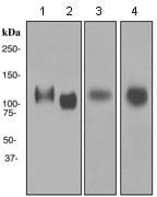 Anti-LAMP1 antibody [EPR4204] - Lysosome Marker(AB108597)