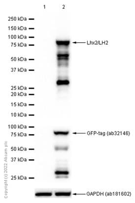 Anti-Lhx2/LH2 antibody [EPR20449] - BSA and Azide free(AB236037)