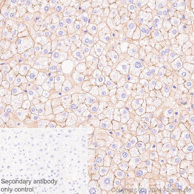 Anti-Claudin 1 antibody [RM1186](AB317709)
