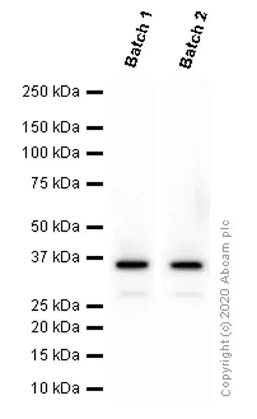 Anti-Olig2 antibody [EPR2673](AB109186)