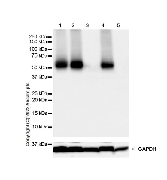 Anti-GABRD antibody [EPR25324-253](AB300348)