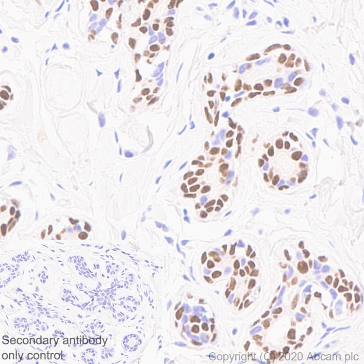 Anti-SOX10 antibody [SOX10/991](AB218522)
