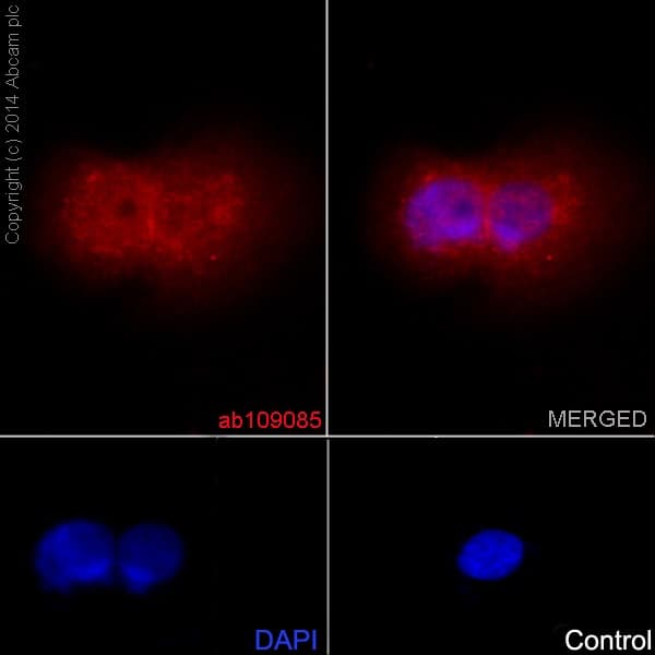 Anti-STAT3 antibody [EPR361] - BSA and Azide free(AB171360)
