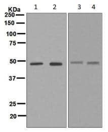 Anti-TSG101 antibody [EPR7131(B)](AB133586)