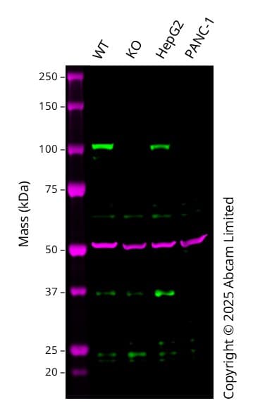 Anti-alpha Tubulin antibody [EP1332Y] - Microtubule Marker(AB52866)