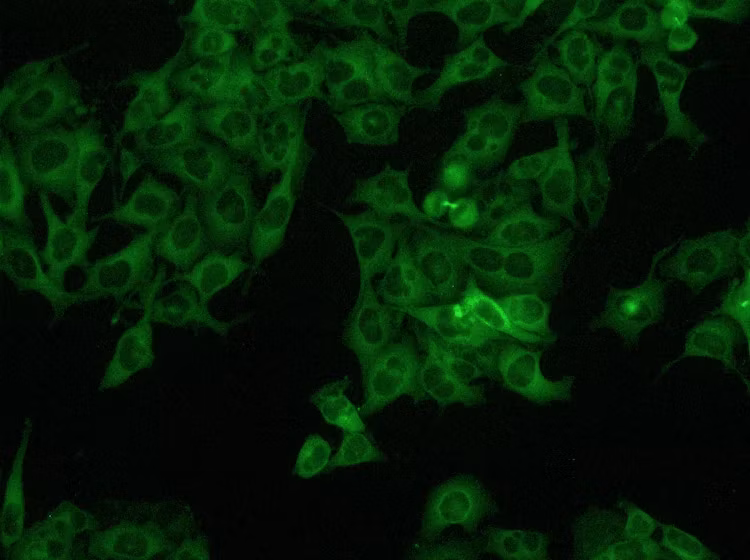 Leica Microsystems Dm Il Led Fluorescence Product Image3