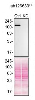 Mda5 Antibody Epr6743 Bsa And Azide Free Ab219952  Western Blot Img449340