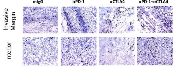 Hydrogen Peroxide Blocking Reagent(ab64218)