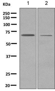 Anti-LRRC15 antibody [EPR8188(2)](AB150376)