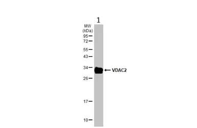 Anti-VDAC2 antibody - C-terminal(AB155803)