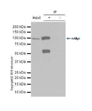 Anti-n-Myc/MYCN antibody [EPR18982-13](AB189528)