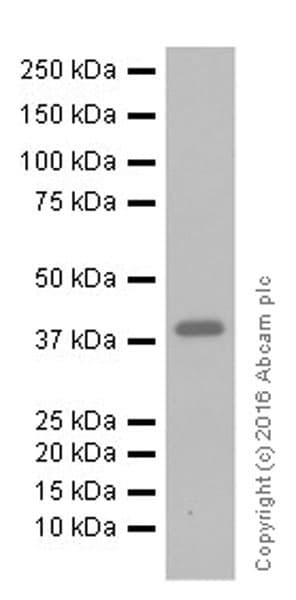 Anti-Cardiac Troponin T antibody [EPR20266](AB209813)