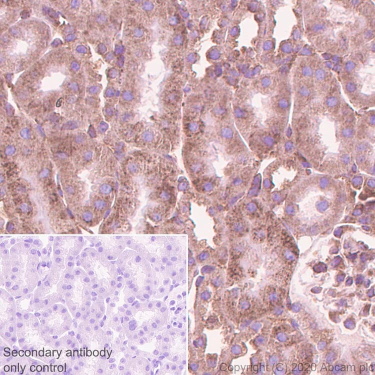 Ago4 Antibody Epr23799 22 Bsa And Azide Free Ab275966  Immunohistochemistry Formalin Pfa Fixed Paraffin Embedded Sections Img92664