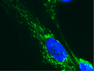 Anti-PDHA1 antibody [9H9AF5](AB110330)