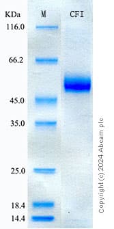 Recombinant Human Complement Factor I Protein Standard (His tag)(ab316611)