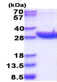 Recombinant Human CD45 protein(AB177717)