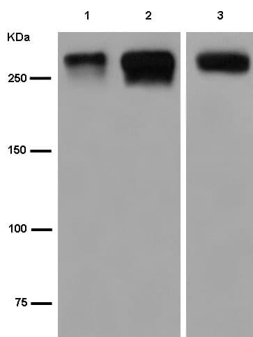 Anti-Von Willebrand Factor antibody [EPR2992(N)](AB181871)