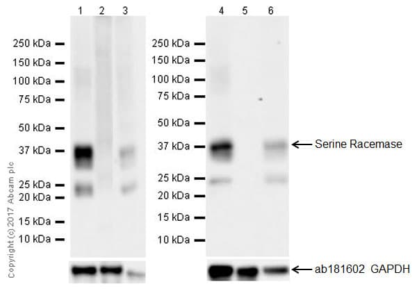 Serine Racemase Antibody Epr18747 Ab182217  Western Blot Img27661