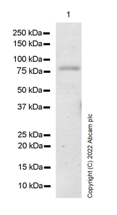 Anti-eRF3A/GSPT1 antibody [EPR27296-4](AB303524)