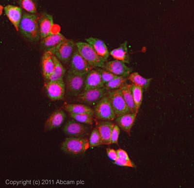 Cytosolic Phospholipase A2 Phospho S505 Antibody Ab53105  Immunocytochemistry Immunofluorescence Img14037