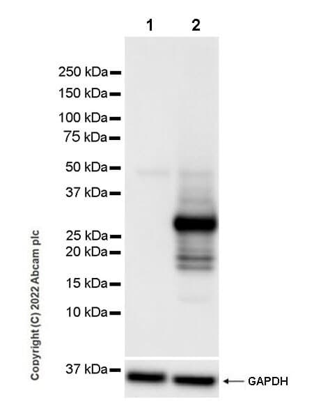 Anti-GFP antibody [EPR14104] - Chicken IgY (Chimeric)(AB300643)