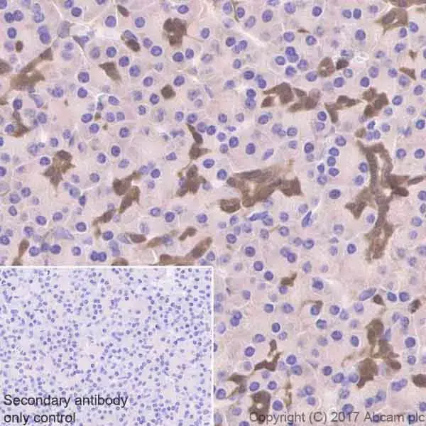Anti-ENO1 antibody [EPR19758] - BSA and Azide free(AB229378)