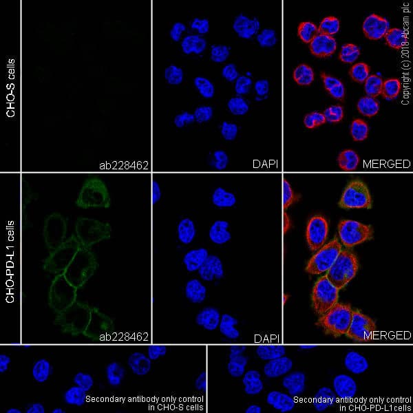 Pd L1 Antibody Sp142 C Terminal Ab228462  Immunocytochemistry Immunofluorescence Img90739