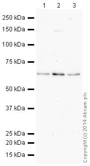 HeLa whole cell lysate(AB150035)