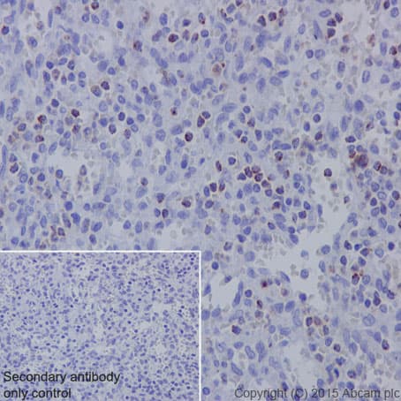 Anti-TIA1 antibody [EPR9304] - BSA and Azide free(AB230829)