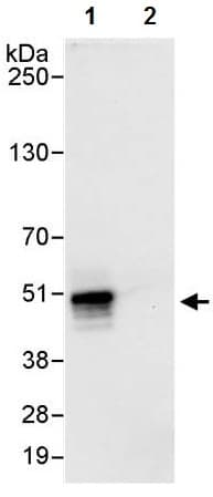 Anti-Cyclin E1 antibody(ab224819)