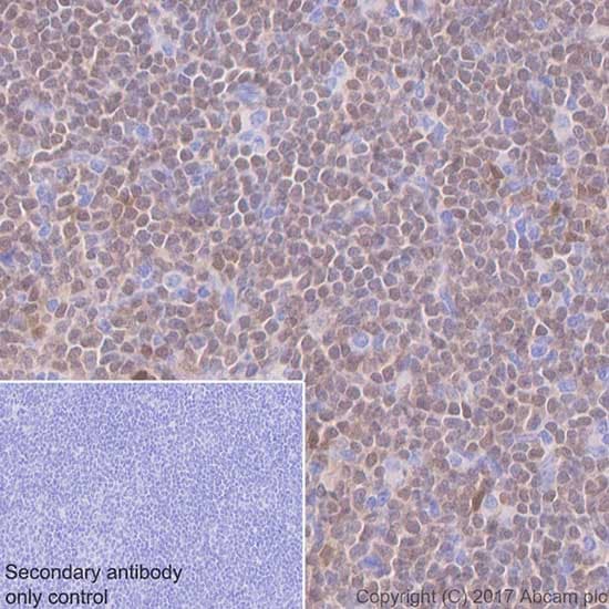 Anti-IRF8 antibody [EPR20441] - BSA and Azide free(AB251475)