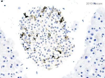 Anti-Peptide YY/PYY antibody(AB131246)