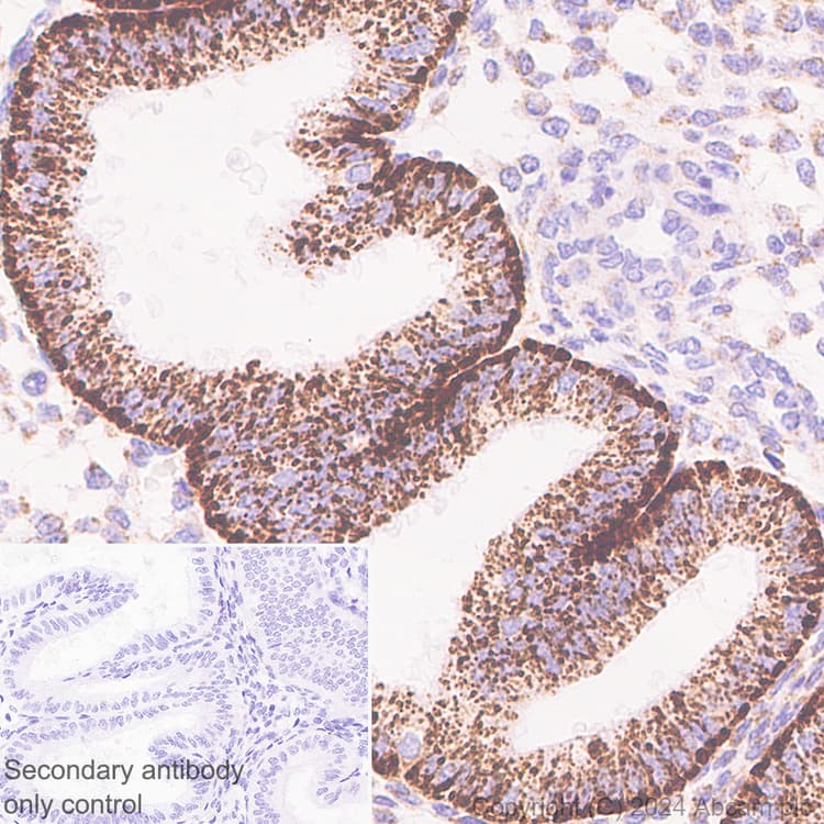 Anti-Slc25a1 antibody [EPR29193-92](AB318201)