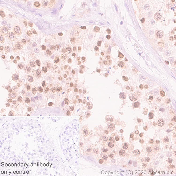 Goat Anti-Rabbit IgG H&L (HRP polymer)(AB214880)