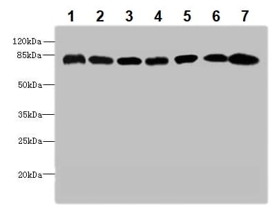 Calpain 2 Antibody Ab236650  Western Blot Img17119