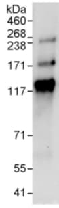 Anti-FAN1 antibody(ab95171)