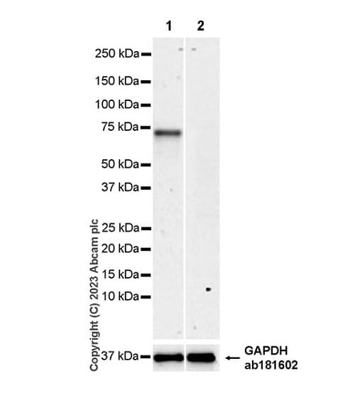 Arx Antibody Epr27481 32 Ab308260  Western Blot Img408864