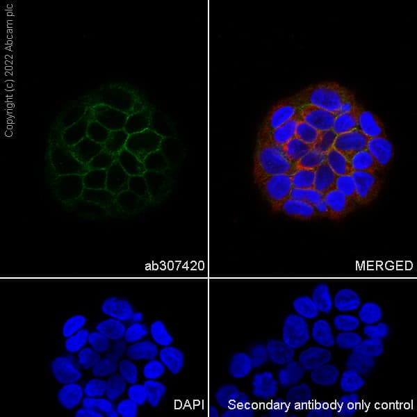 Anti-FGF23 antibody [EPR25309-57](AB307420)