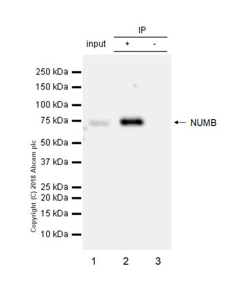 Anti-NUMB antibody [EPR21988] - BSA and Azide free(AB234108)