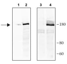 Anti-CRISPR-Cas9 antibody(AB204448)