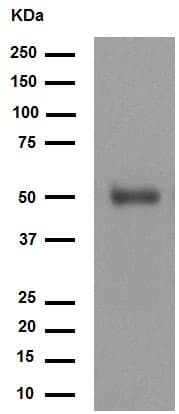 Anti-FOXA2 antibody [EPR4466](AB108422)