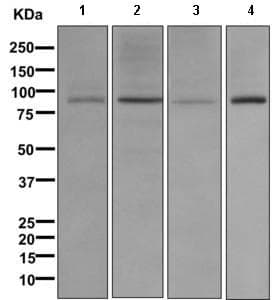 Anti-GGCX antibody [EPR11632] - BSA and Azide free(AB249592)