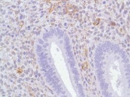 Anti-Nestin antibody [SP103](AB105389)