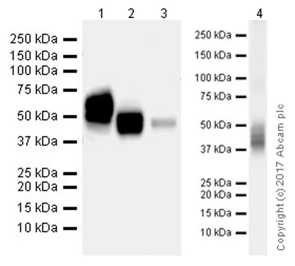 Anti-CD63 antibody [EPR21151](AB217345)