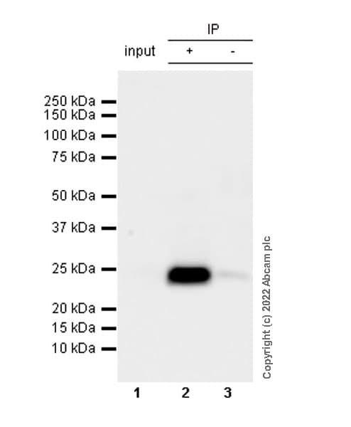 VeriBlot for IP Detection Reagent (HRP)(AB131366)