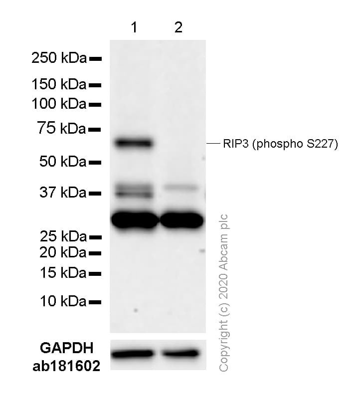 Rip3 Phospho S227 Antibody Epr9627 Bsa And Azide Free Ab240383  Western Blot Img60029