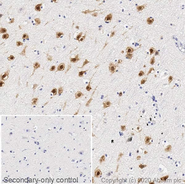 Anti-NeuN antibody [EPR12763] - Rat IgG2a (Chimeric)(AB279297)